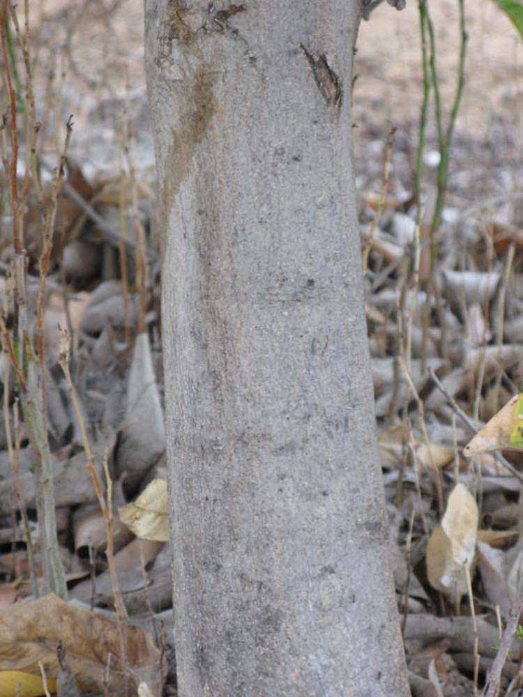            Bark (Riverside, CA)   